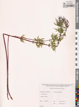 MAG 0011274