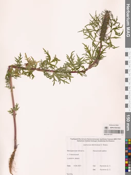MAG 0011275