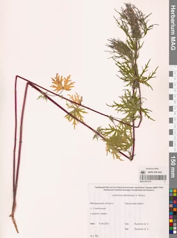 MAG 0011276