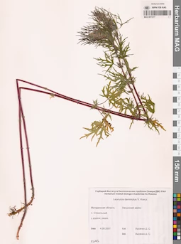 MAG 0011277