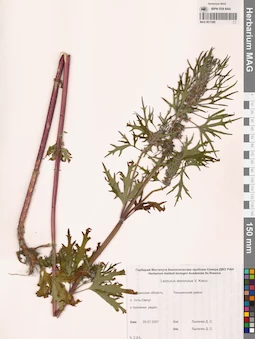 MAG 0011280