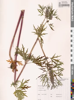 MAG 0011281