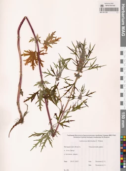 MAG 0011282