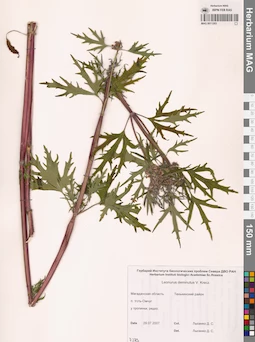 MAG 0011283