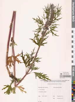 MAG 0011285