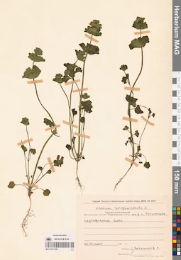 MAG 0011286
