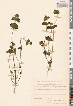 MAG 0011287