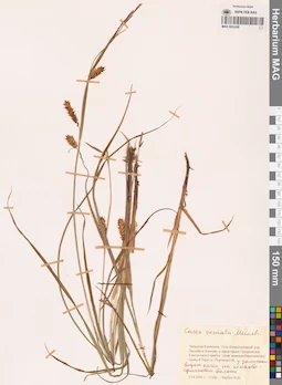 MAG 0022426