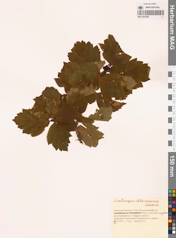 MAG 0022436
