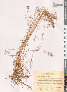 MAG 0022441