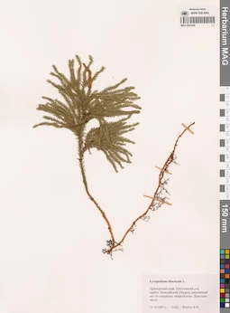 MAG 0022442