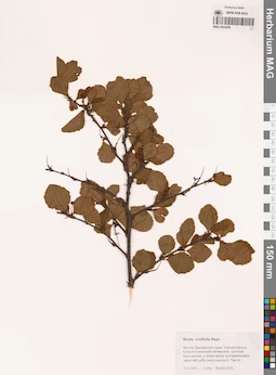 MAG 0022459