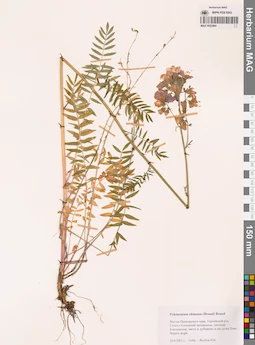 MAG 0022464