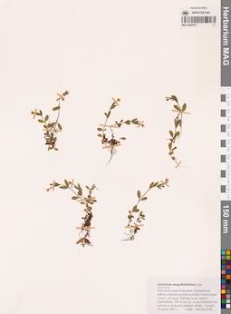MAG 0022474