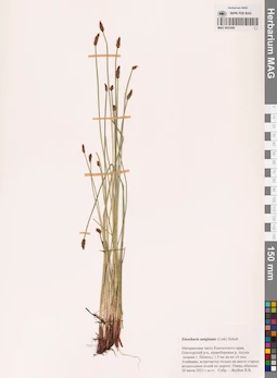 MAG 0022490
