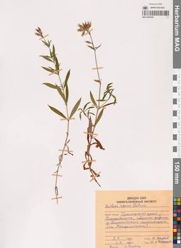 MAG 0022494