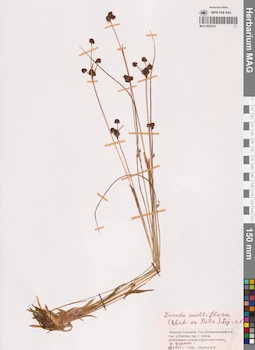 MAG 0022518