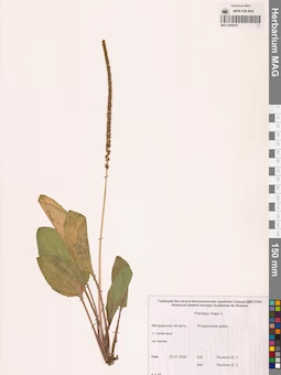 MAG 0006819