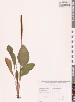 MAG 0006821