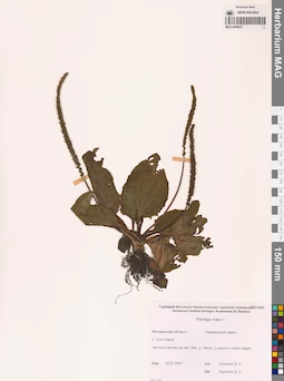 MAG 0006823