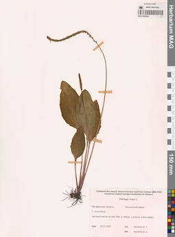 MAG 0006824