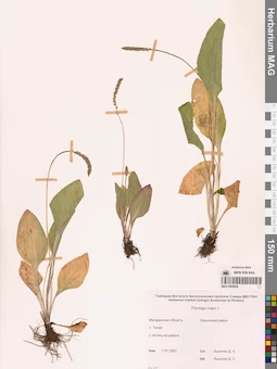 MAG 0006826