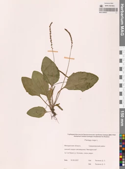 MAG 0006833