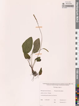 MAG 0006834