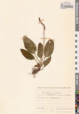 MAG 0006836