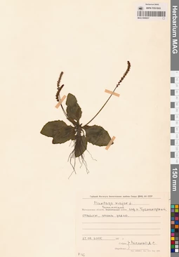 MAG 0006837