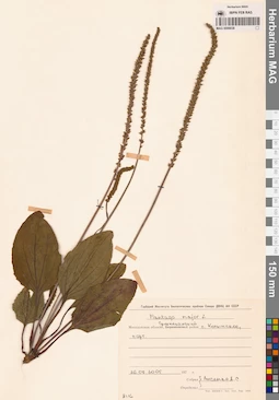 MAG 0006838