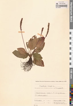 MAG 0006840