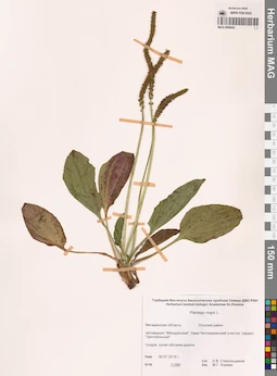 MAG 0006843