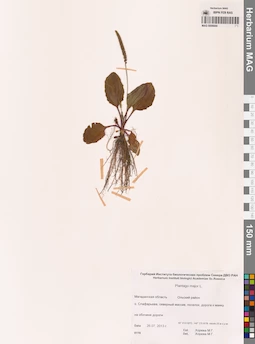 MAG 0006844