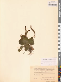 MAG 0006845