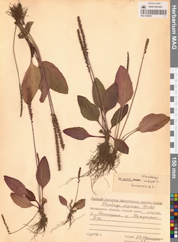 MAG 0006849