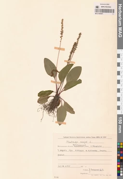 MAG 0006851