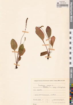 MAG 0006852