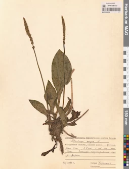 MAG 0006856