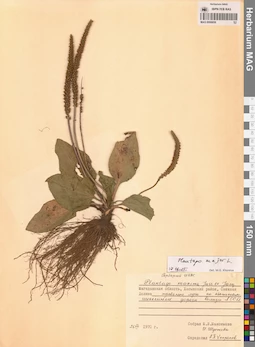 MAG 0006859