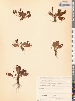 MAG 0006863