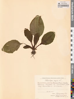 MAG 0006864