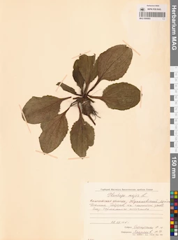 MAG 0006865