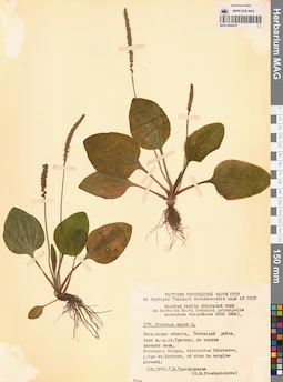 MAG 0006870