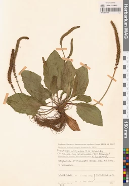 MAG 0011191