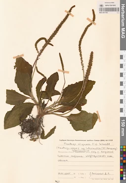 MAG 0011193