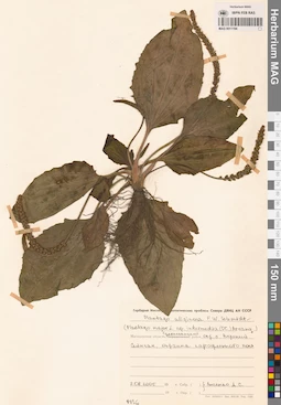 MAG 0011194