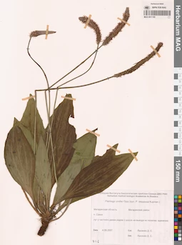 MAG 0011195