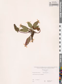 MAG 0011201