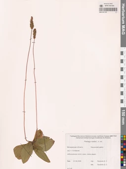 MAG 0011203